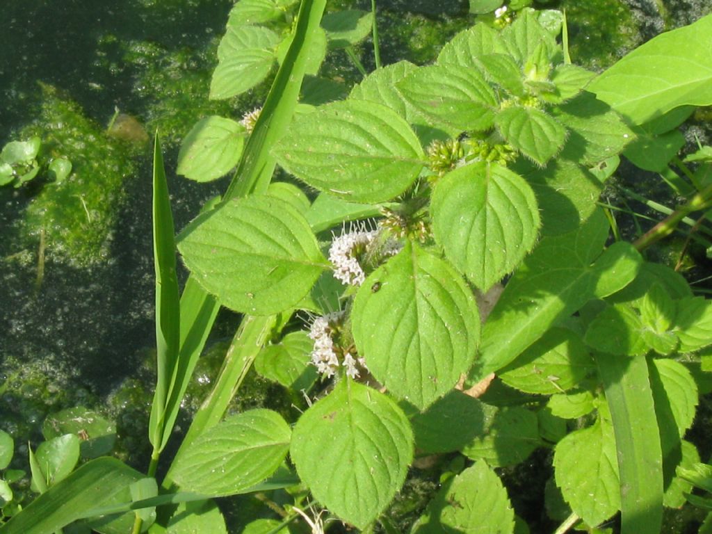 Mentha aquatica