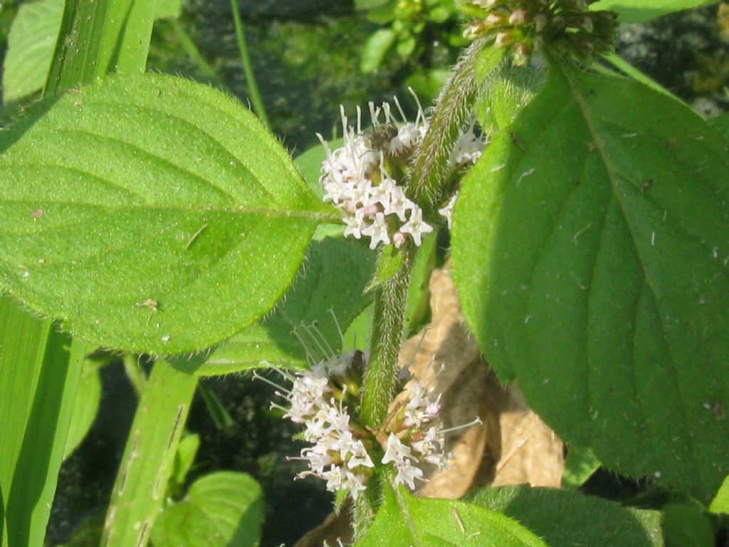 Mentha aquatica