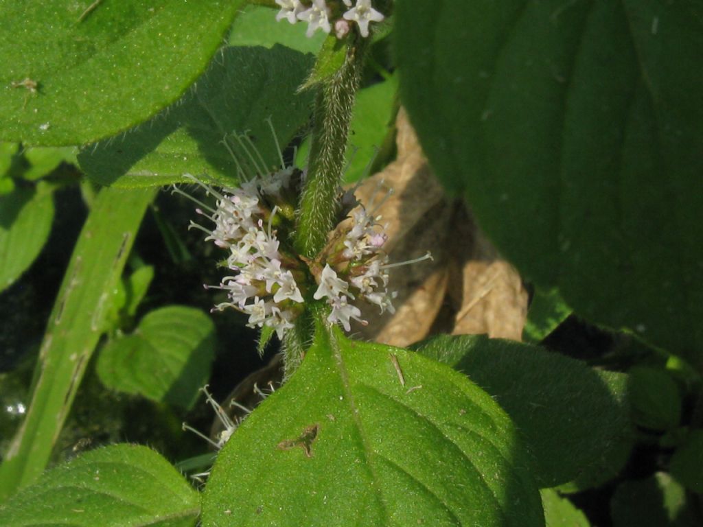 Mentha aquatica