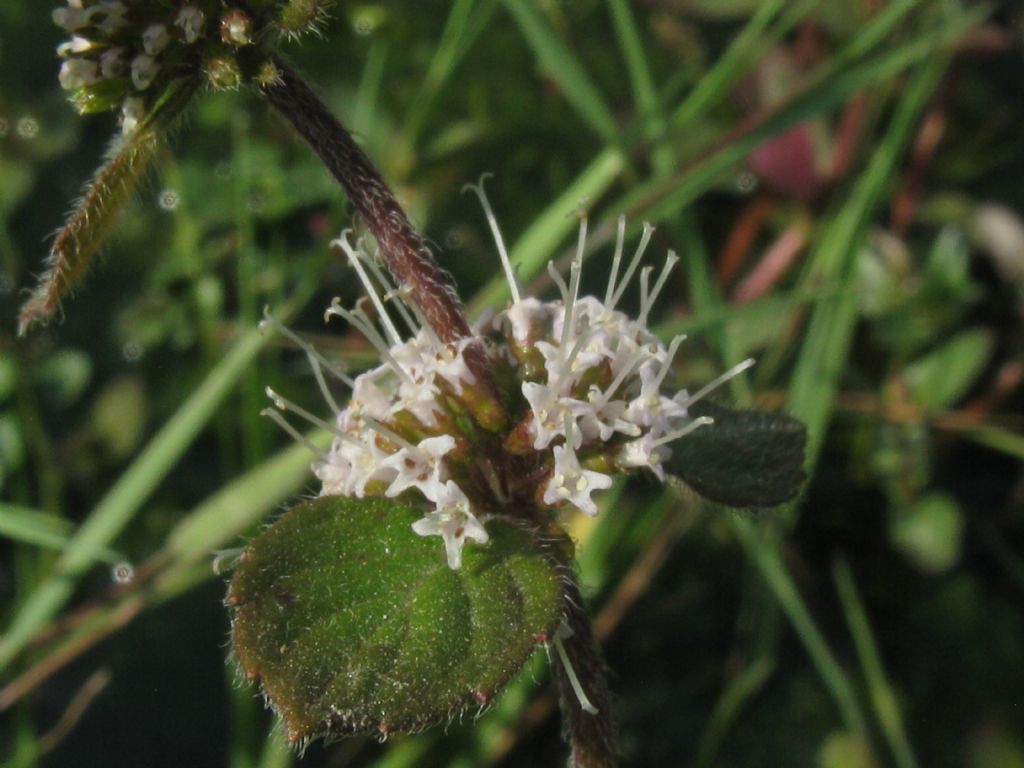 Mentha aquatica