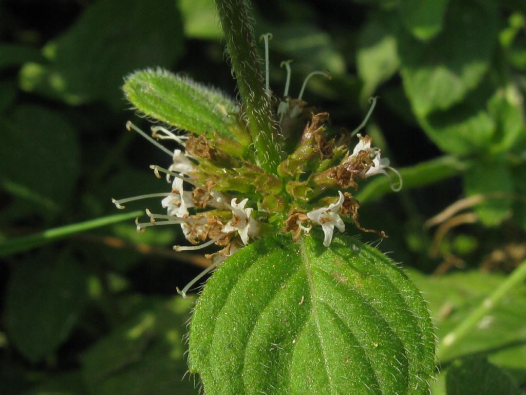 Mentha aquatica