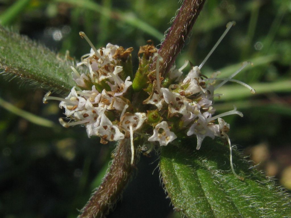 Mentha aquatica