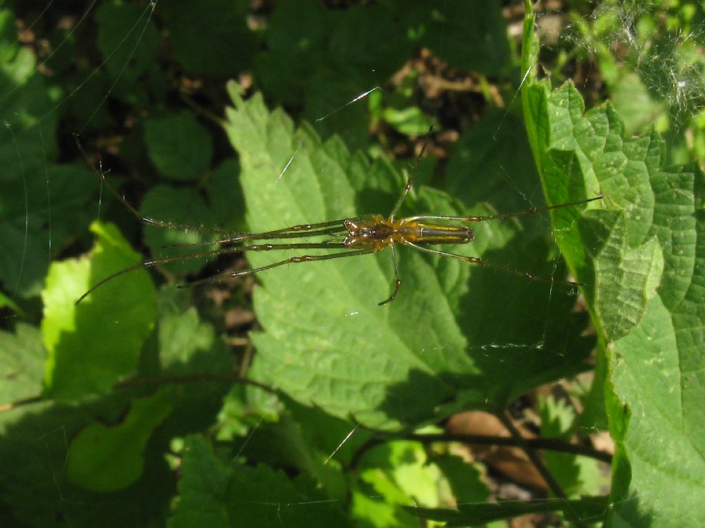 Tetragnatha sp., femmina - Monza (MB)