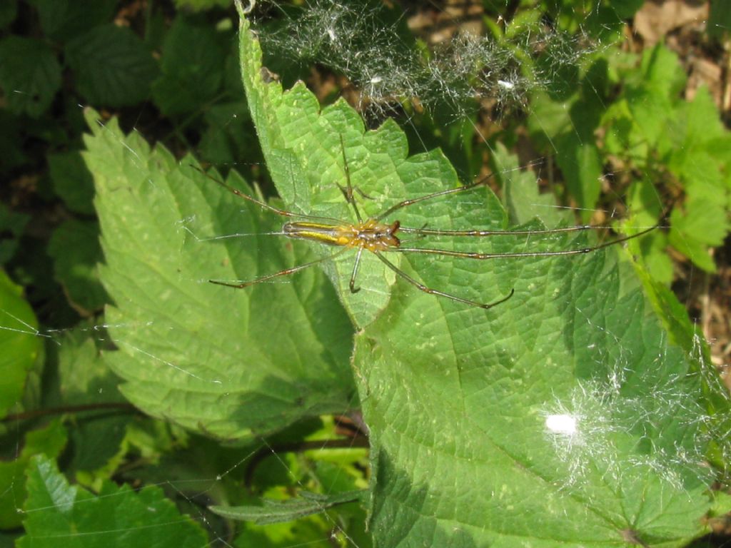 Tetragnatha sp., femmina - Monza (MB)