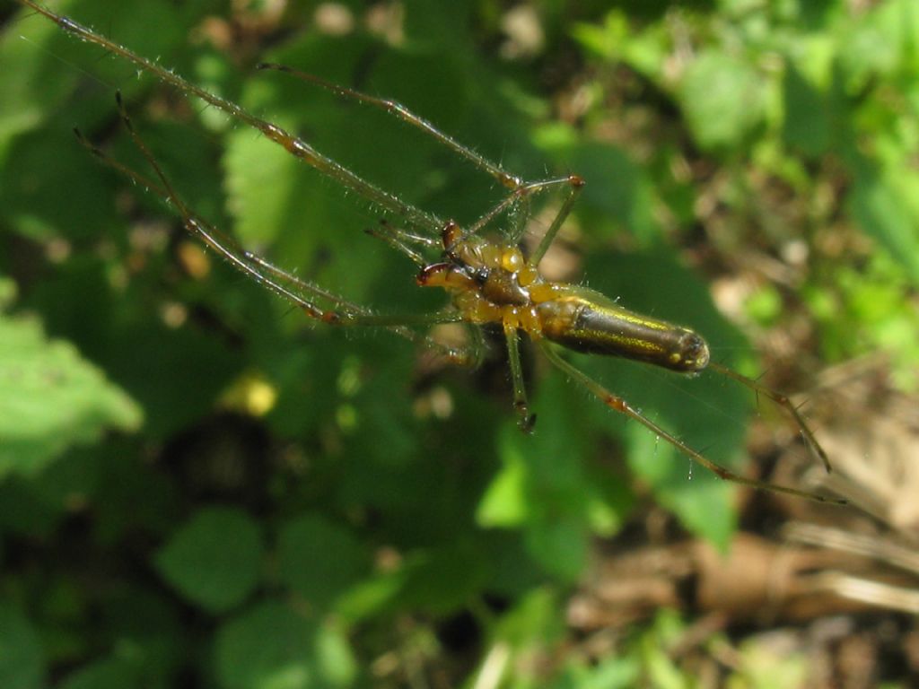 Tetragnatha sp., femmina - Monza (MB)