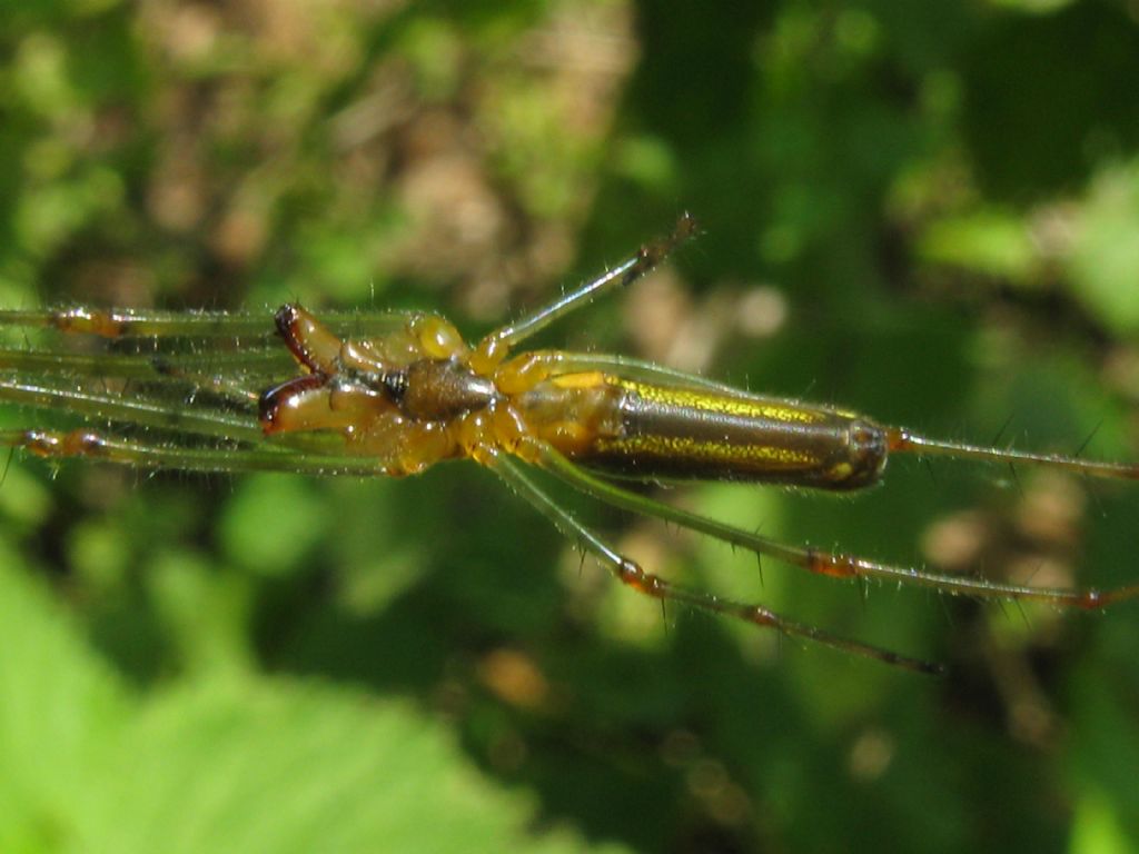 Tetragnatha sp., femmina - Monza (MB)
