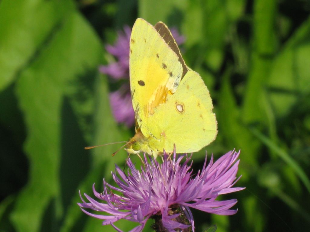 Colias alfacariensis maschio?   No, Colias crocea