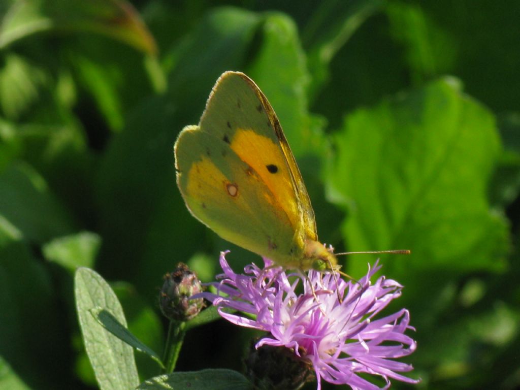 Colias alfacariensis maschio?   No, Colias crocea