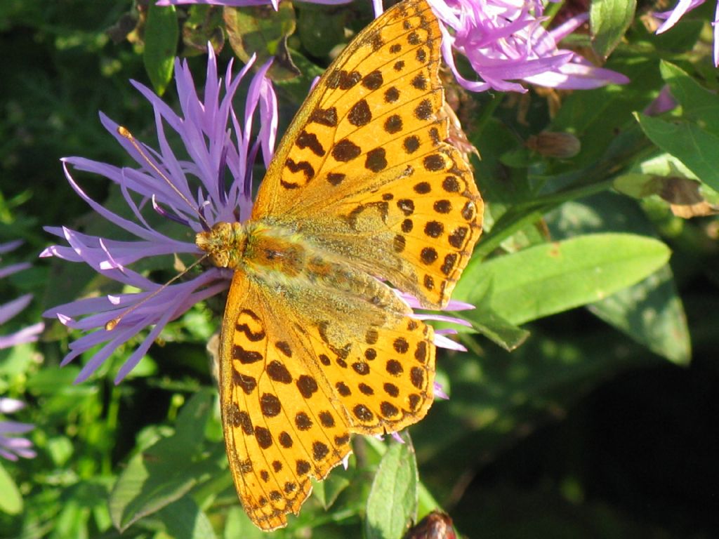 Argynnis elisa? No, Issoria (Issoria) lathonia