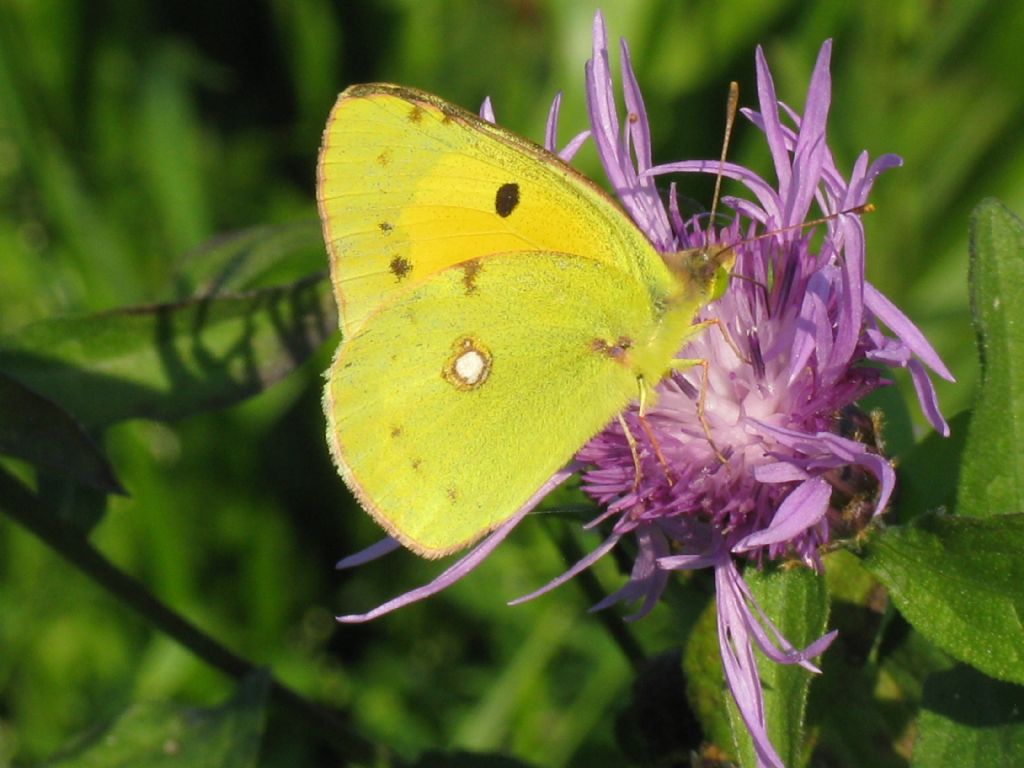 Colias alfacariensis maschio?   No, Colias crocea
