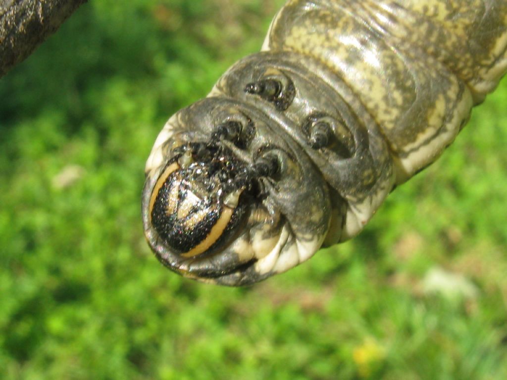 Bruco Agrius convolvuli, Sphingidae