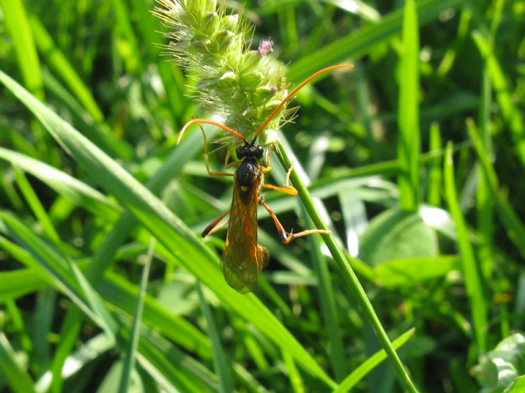 Ichneumonidae -  Therion?