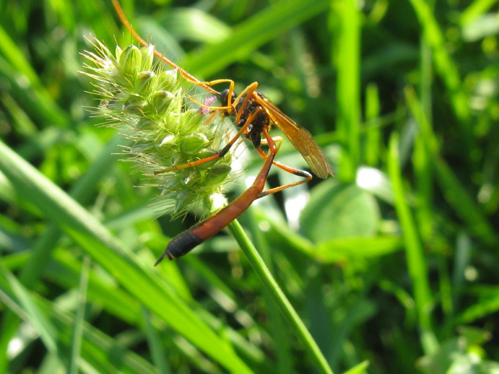 Ichneumonidae -  Therion?