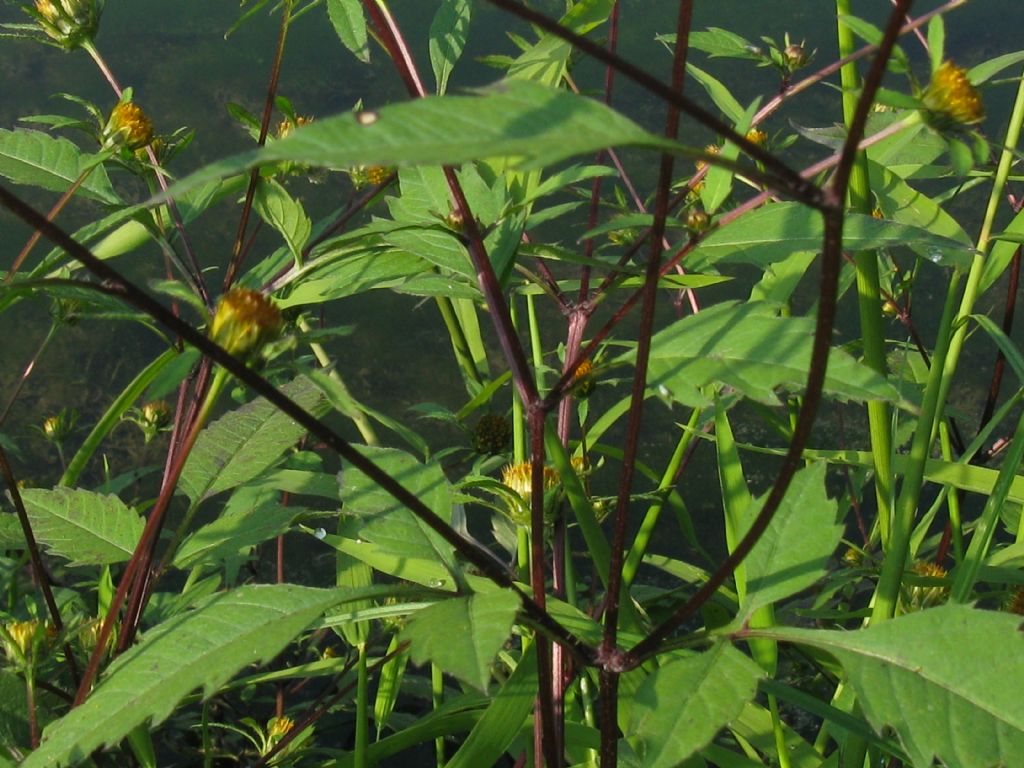 Bidens frondosa