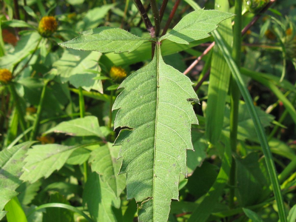 Bidens frondosa