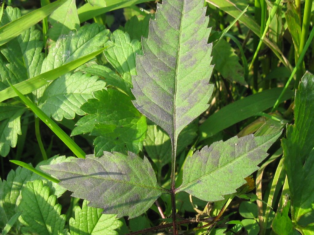 Bidens frondosa