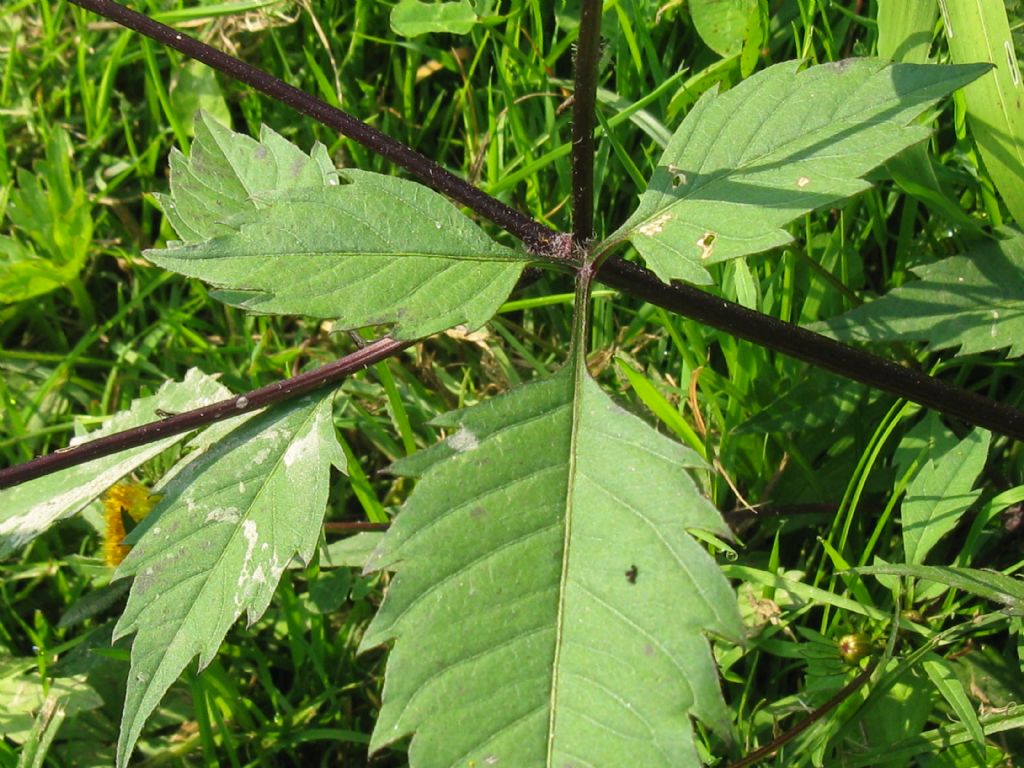 Bidens frondosa