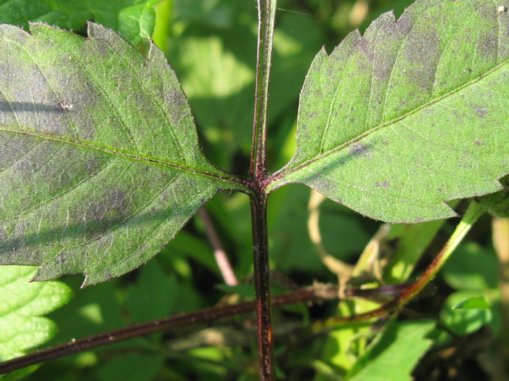 Bidens frondosa