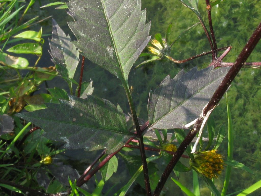 Bidens frondosa