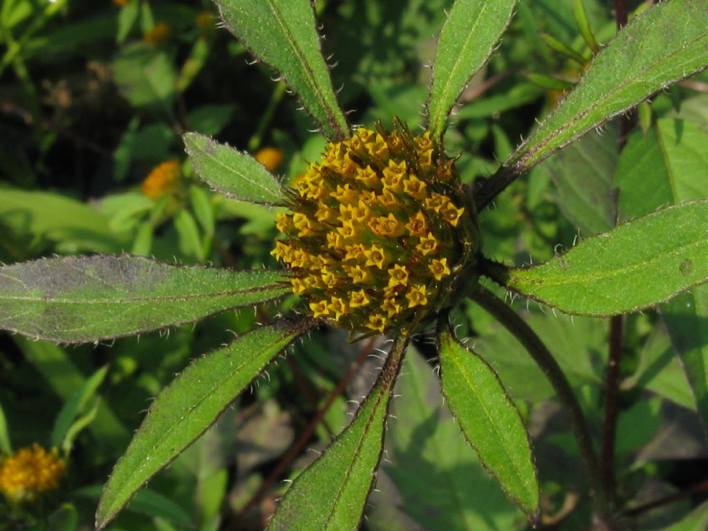 Bidens frondosa