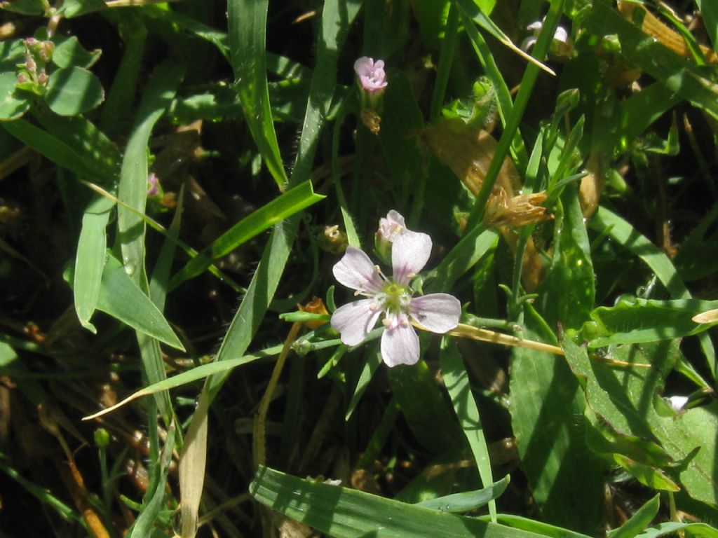 Petrorhagia saxifraga