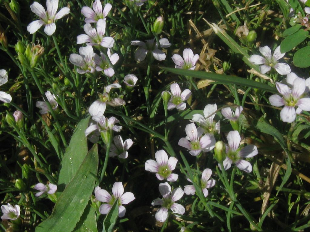 Petrorhagia saxifraga