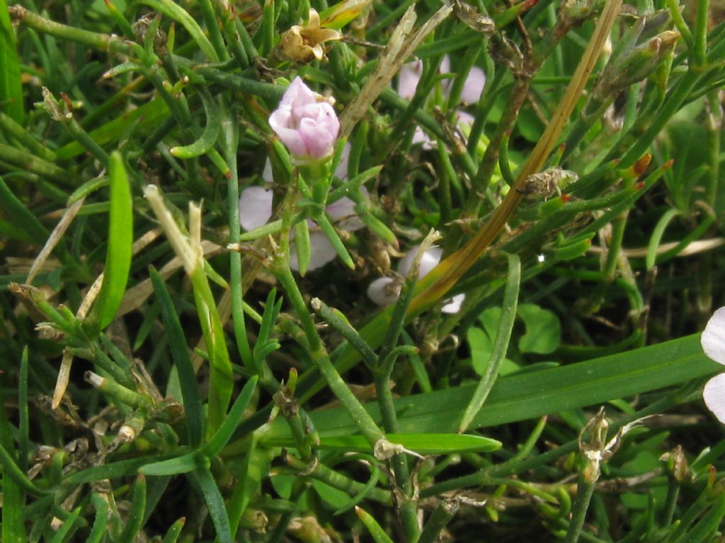 Petrorhagia saxifraga