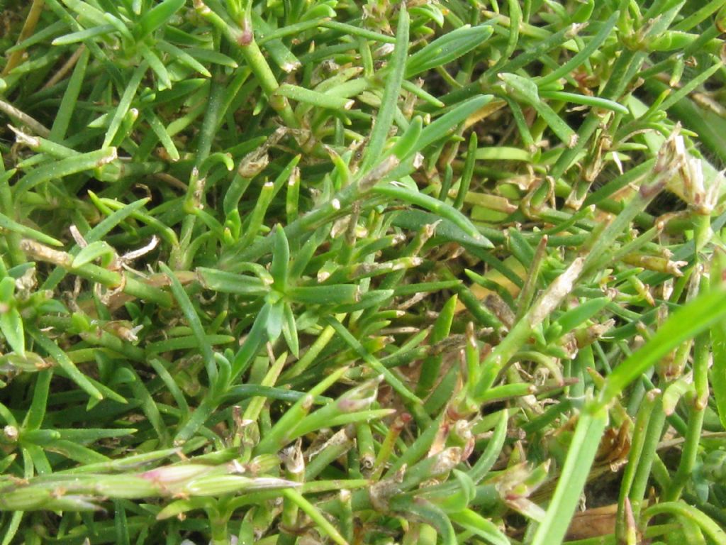 Petrorhagia saxifraga