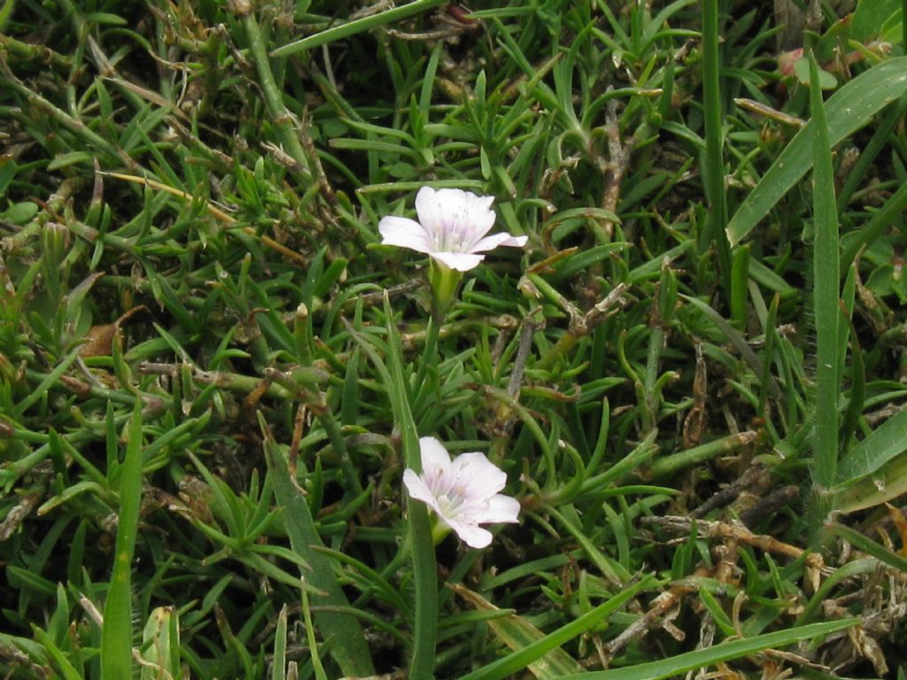 Petrorhagia saxifraga