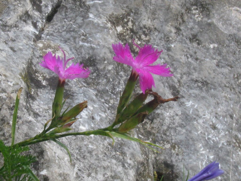 Quale Dianthus?