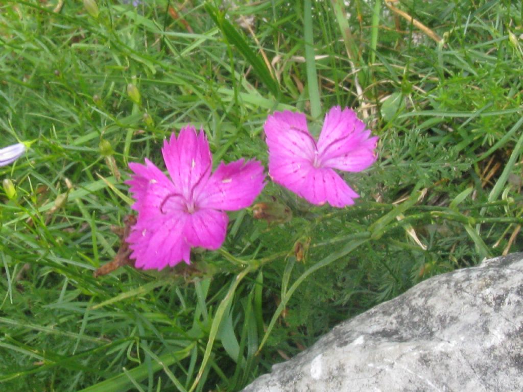 Quale Dianthus?