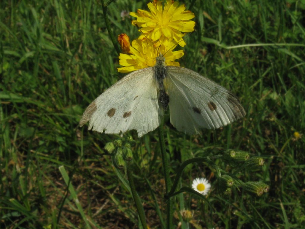 Pieris brassicae. No, femmina di Pieris rapae, Pieridae