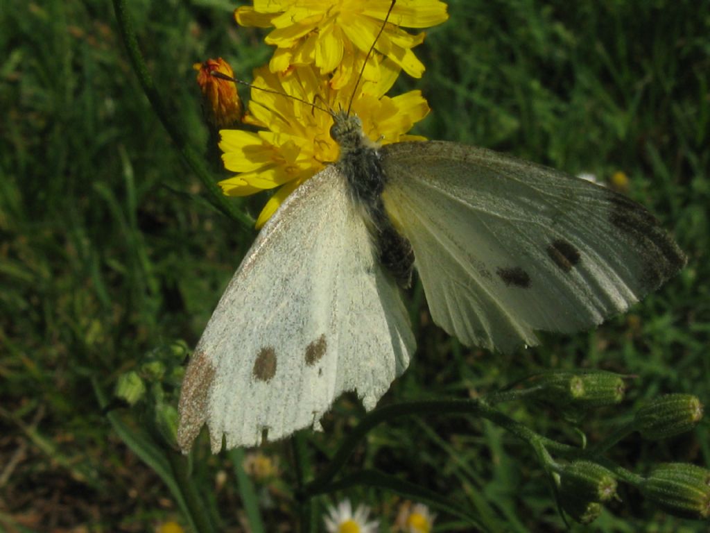 Pieris brassicae. No, femmina di Pieris rapae, Pieridae