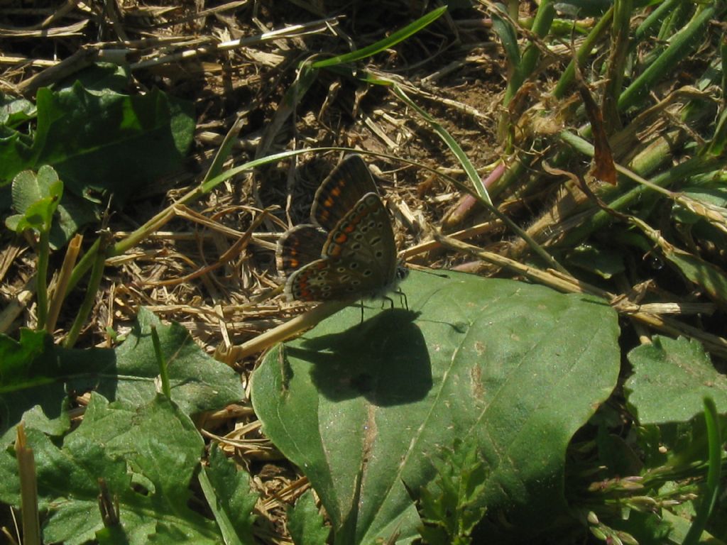 Polyommatus icarus femmina? - S
