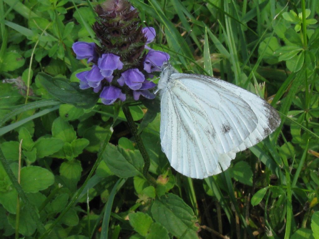 Pieris napi e Pieris rapae- sesso?
