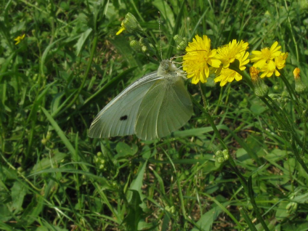 Pieris napi e Pieris rapae- sesso?