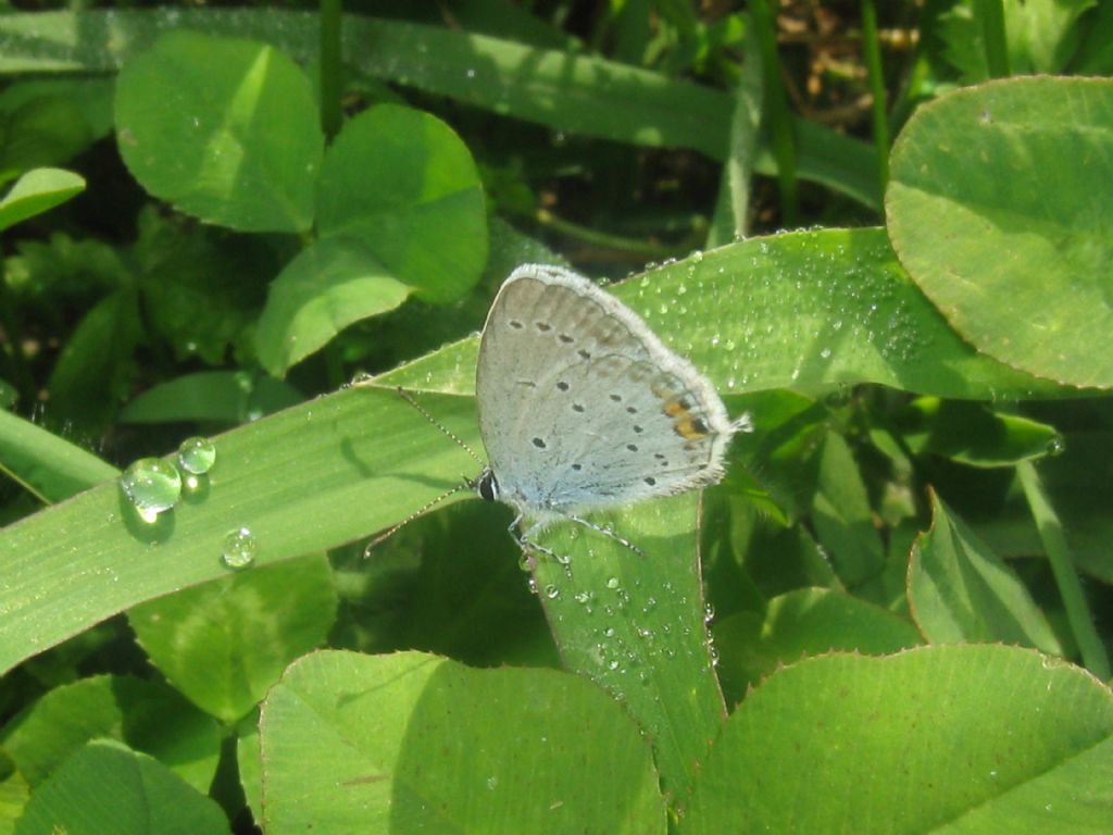 Polyommatus icarus:lezione di ...sesso