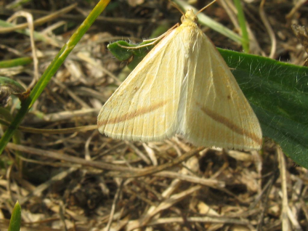 Rhodometra sacraria...sesso?