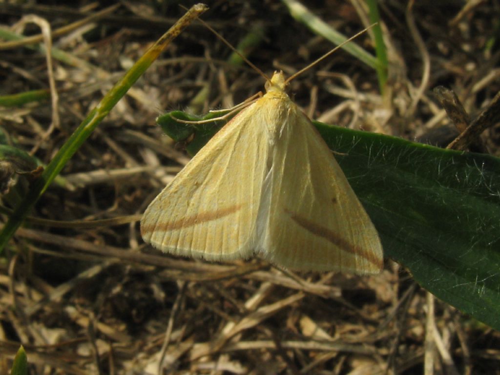 Rhodometra sacraria...sesso?