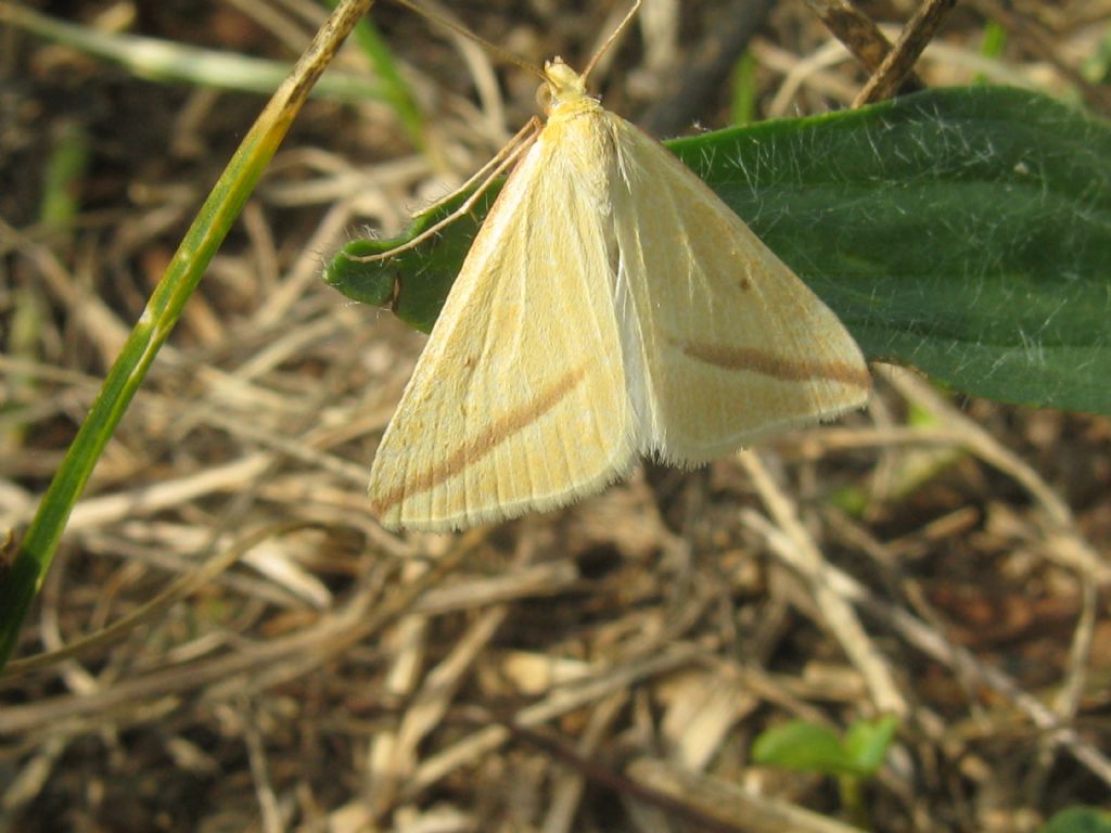 Rhodometra sacraria...sesso?