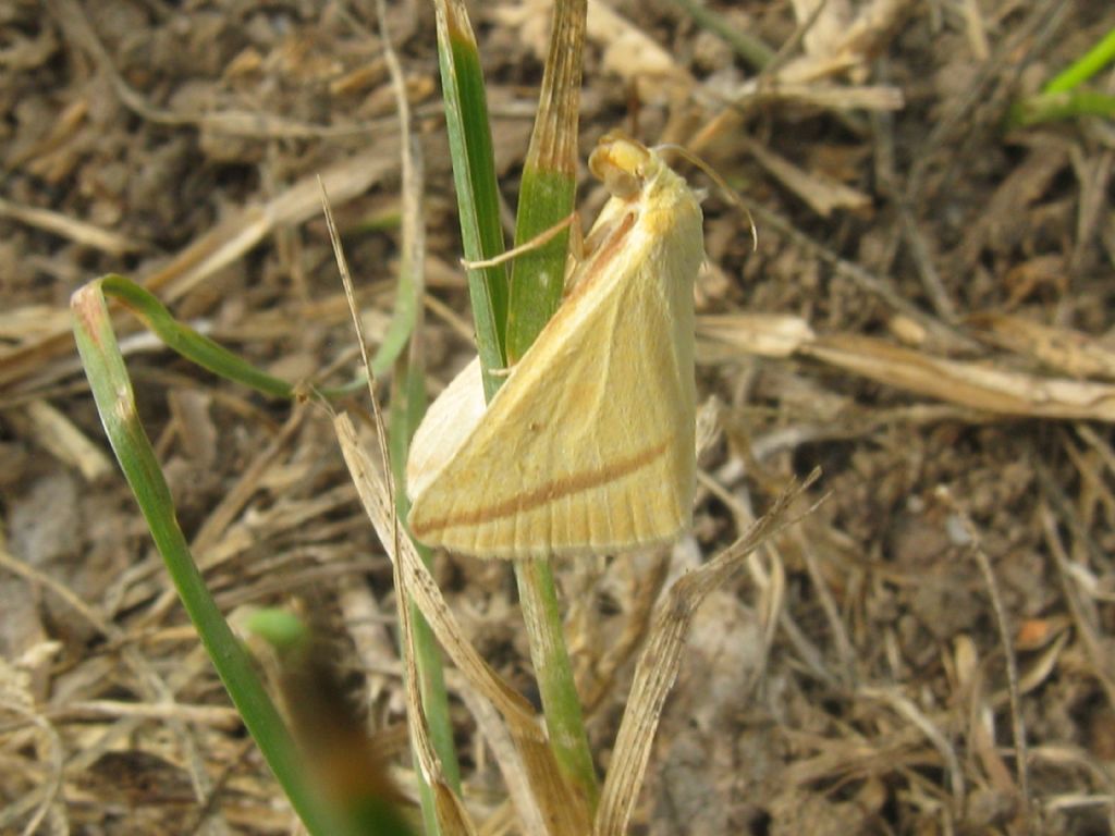 Rhodometra sacraria...sesso?