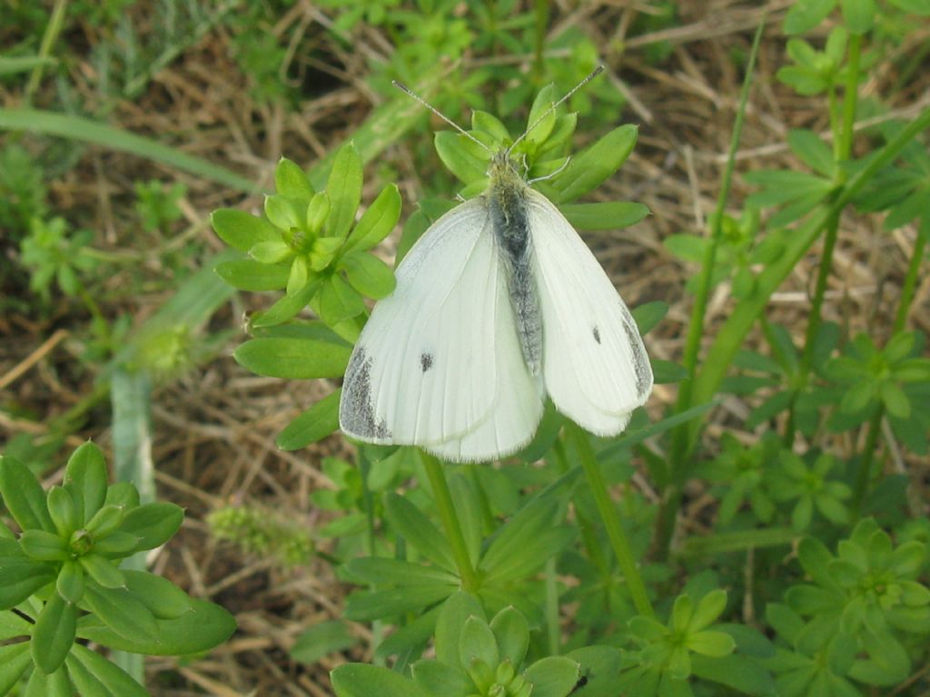 Pieris mannii maschio? No, P. rapae