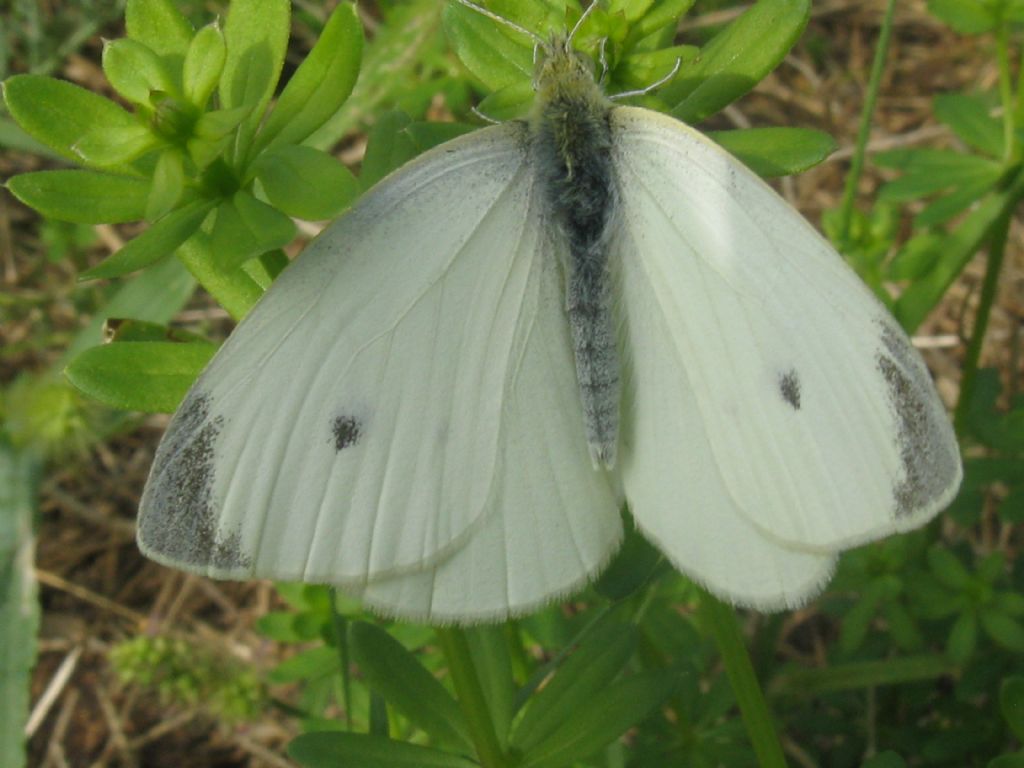 Pieris mannii maschio? No, P. rapae