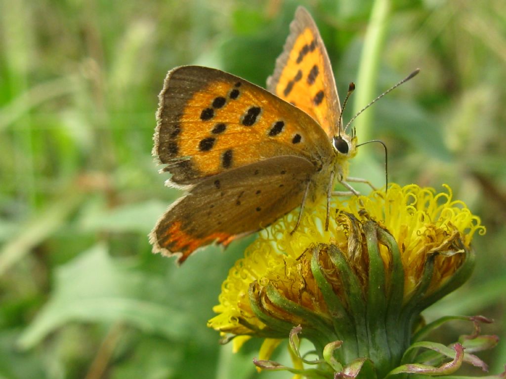 Lycaena phlaeas, probabilmente femmina