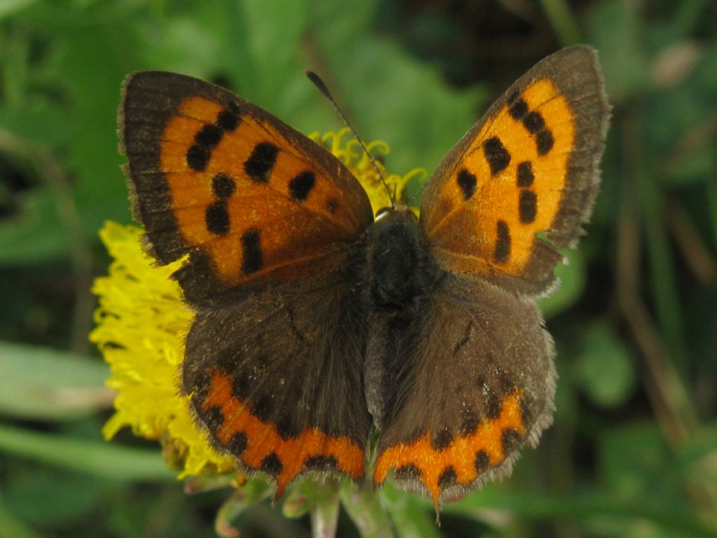 Lycaena phlaeas, probabilmente femmina