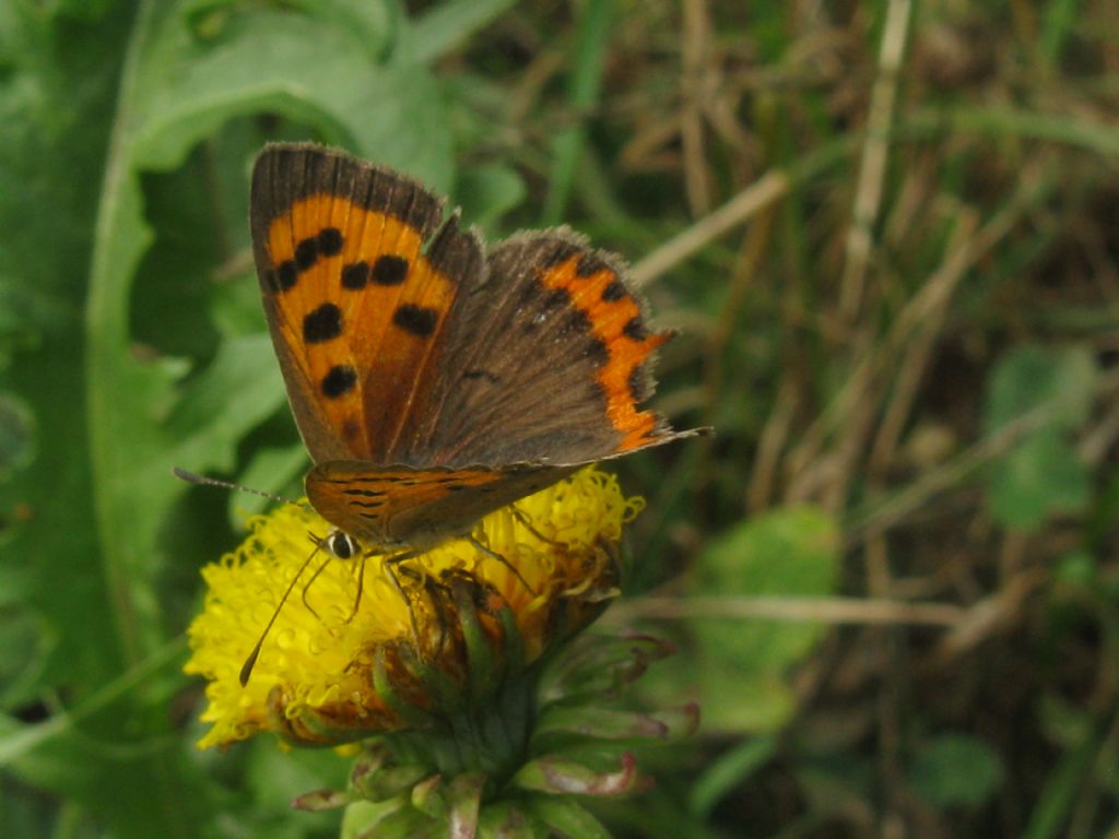 Lycaena phlaeas, probabilmente femmina