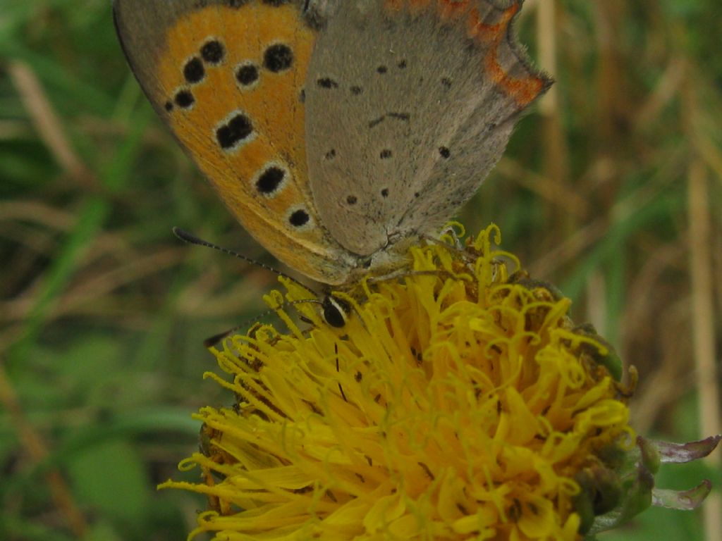 Lycaena phlaeas, probabilmente femmina