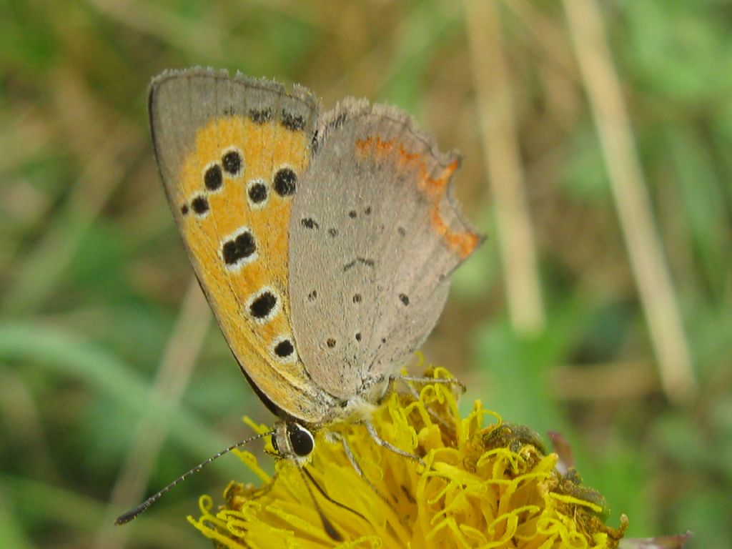 Lycaena phlaeas, probabilmente femmina