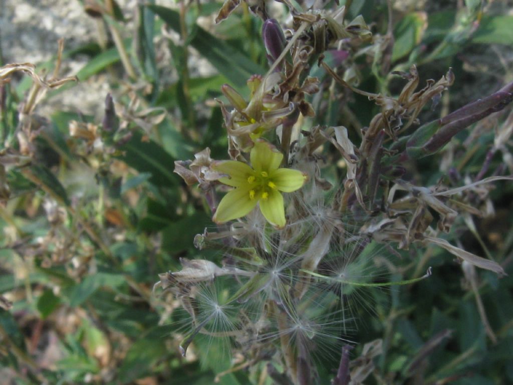 Lactuca saligna / Lattuga saligna