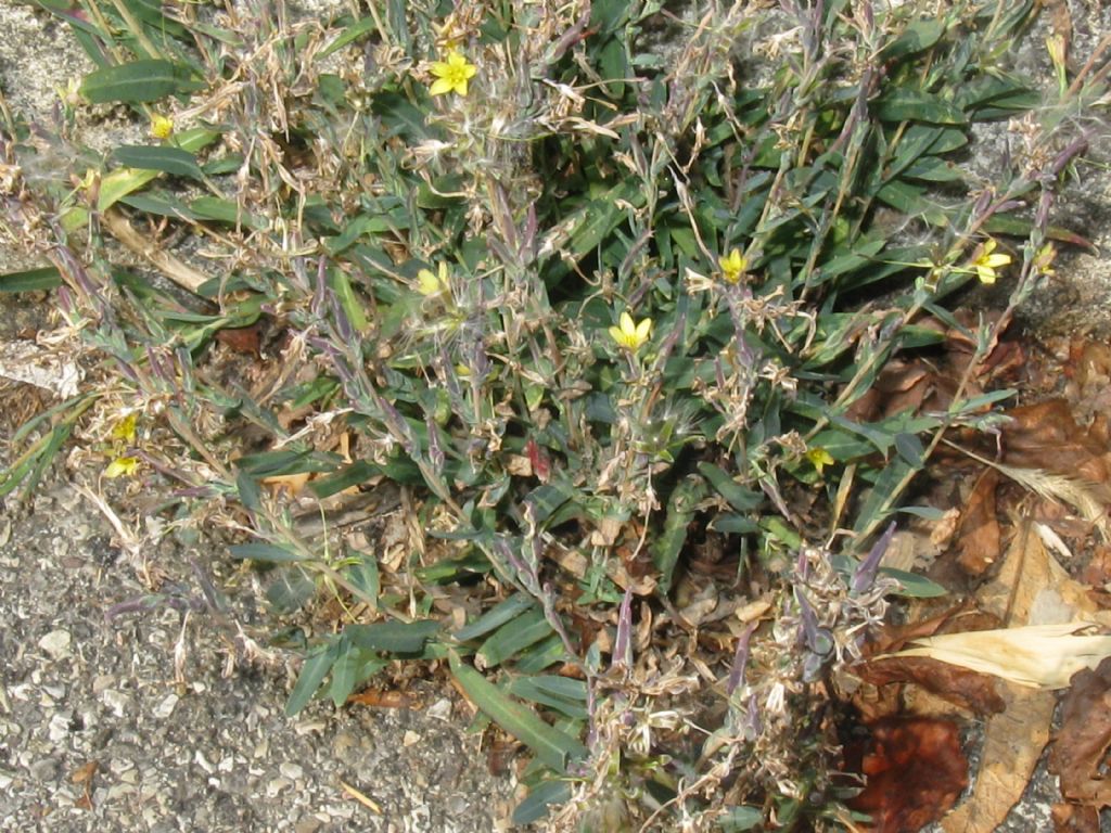 Lactuca saligna / Lattuga saligna